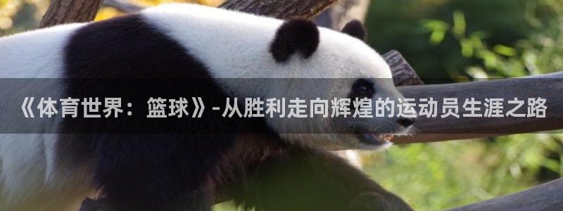 七星体育NBA：《体育世界：篮球》-从胜利走向辉煌的运动员生涯之路